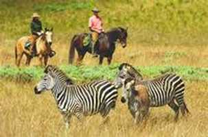 Horse Back Safaris Kwa Madwala Game Reserve